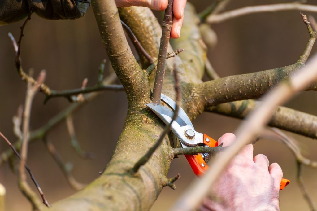 Himbeeren Schneiden – Tipps Und Anleitung – Wurzelwunderland