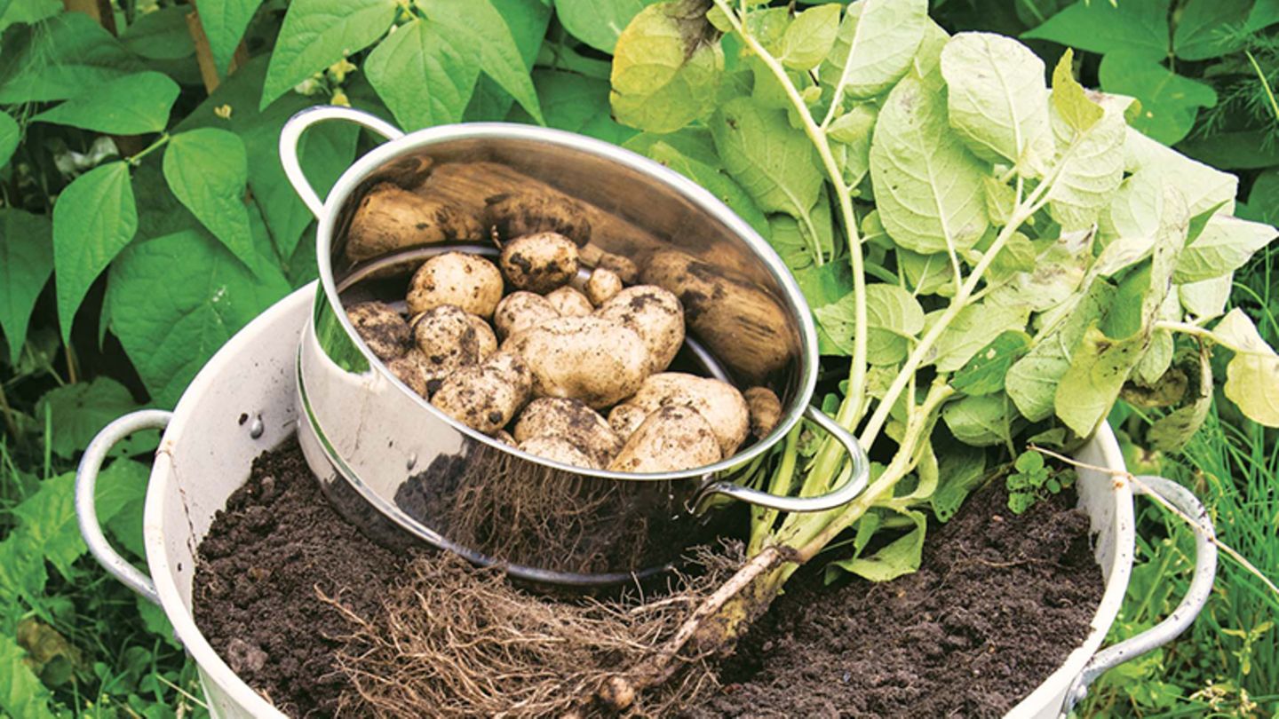 Kartoffeln im Plastikeimer pflanzen So klappt’s!Kartoffeln lassen