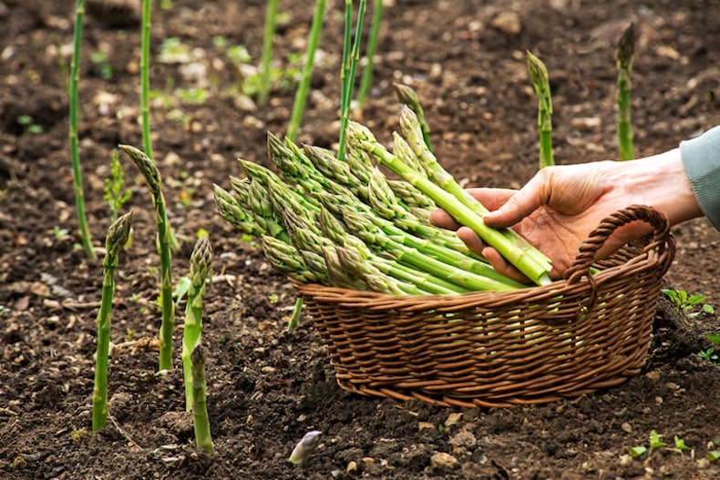 Spargel in Containern zu Hause anbauen Ein Leitfaden für Anfänger 🌱🥗